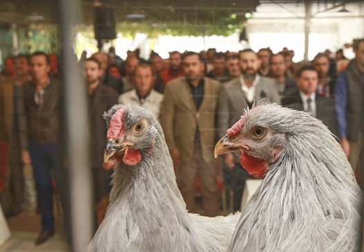 بالصور.. واصبح للدجاج ملكة جمال!